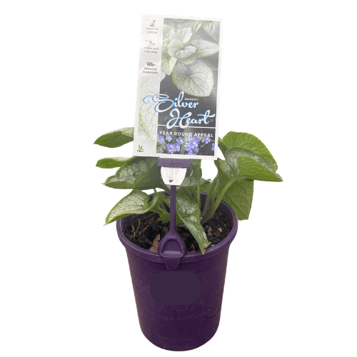 Brunnera Silver Heart 14cm