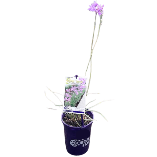 Tulbaghia Silver Lace 14cm