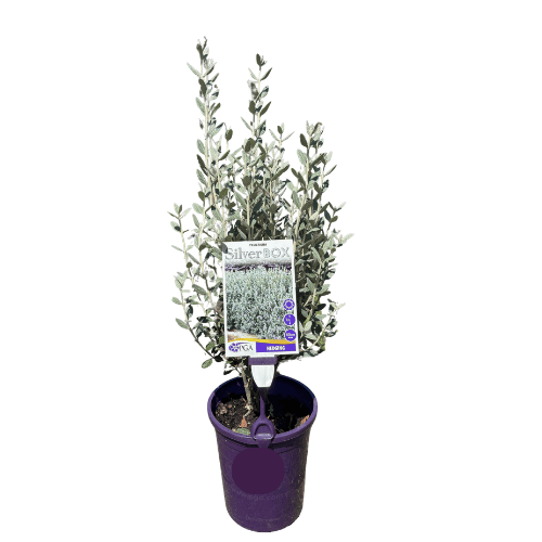 Teucrium Silver Box 14cm
