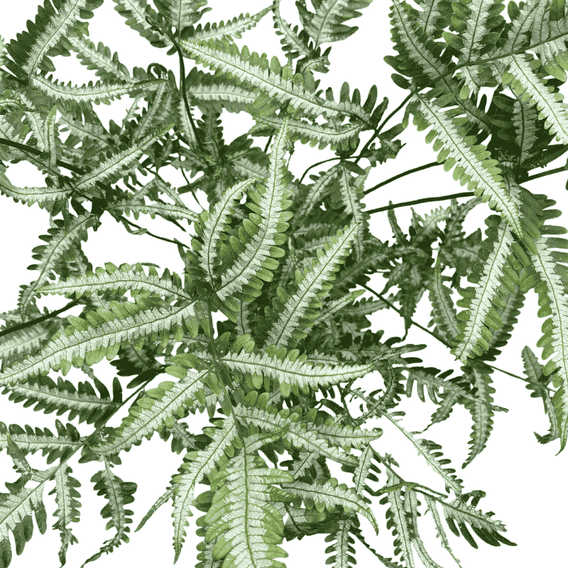 Pteris argyraea 18cm
