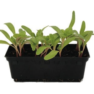 Silverbeet Fordhook Punnet