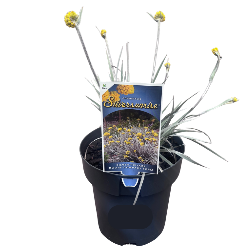 Conostylis candicans Silver Sunrise 18cm