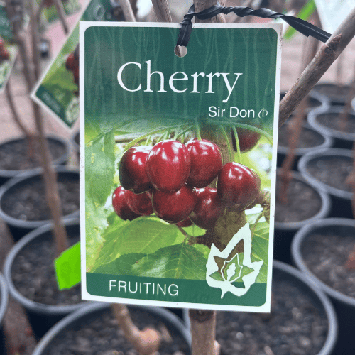 Cherry Sir Don