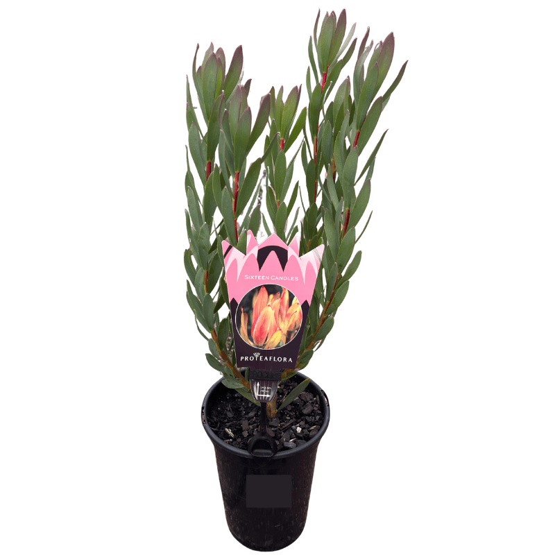 Leucadendron Sixteen Candles 14cm