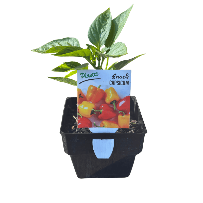 Capsicum Snack 10cm