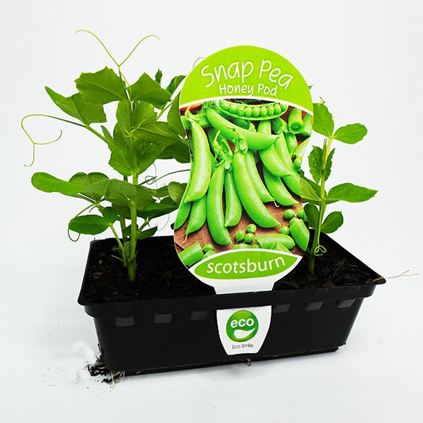 Snap Pea Honey Pod Punnet