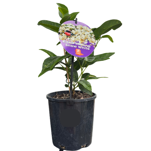 Hardenbergia Edna Walling 'Snow White' 14cm