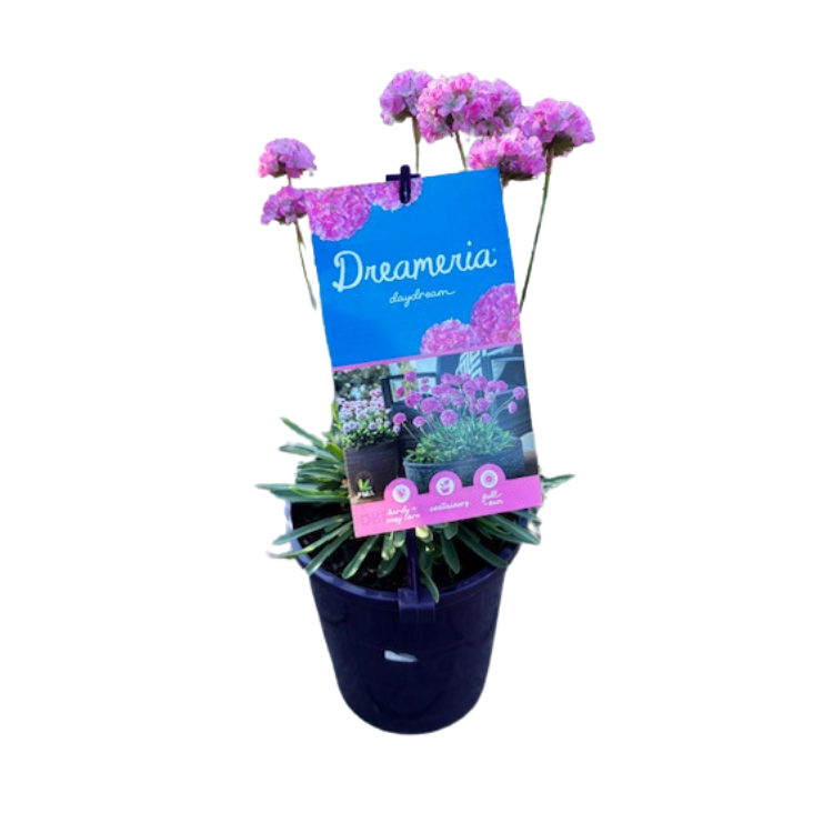 Armeria 'Dreameria Daydream' 14cm