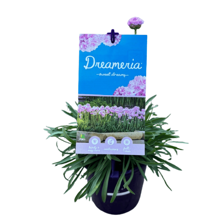 Dreameria Sweet Dreams 14cm