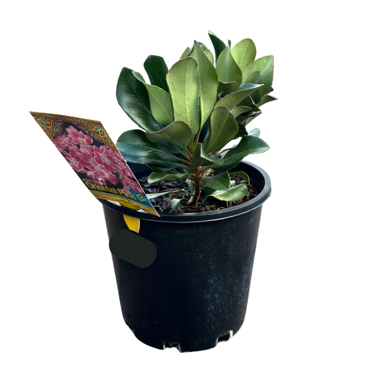 Rhapiolepsis 'Oriental Pearl' 20cm