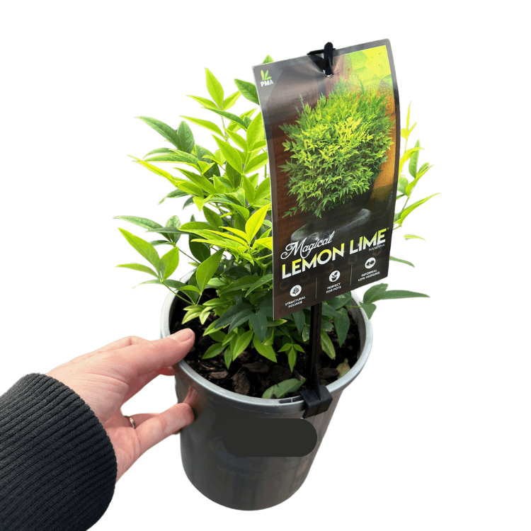 Nandina Magical Lemon Lime 14cm