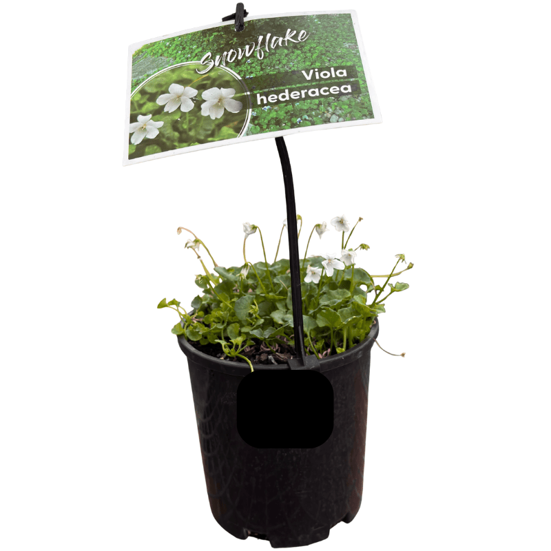 Viola hederacea 'Snowflake' 14cm