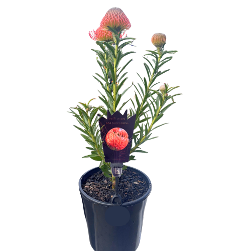 Leucospermum 'So Successful' 20cm