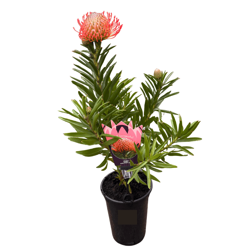 Leucospermum 'So Successful' 14cm