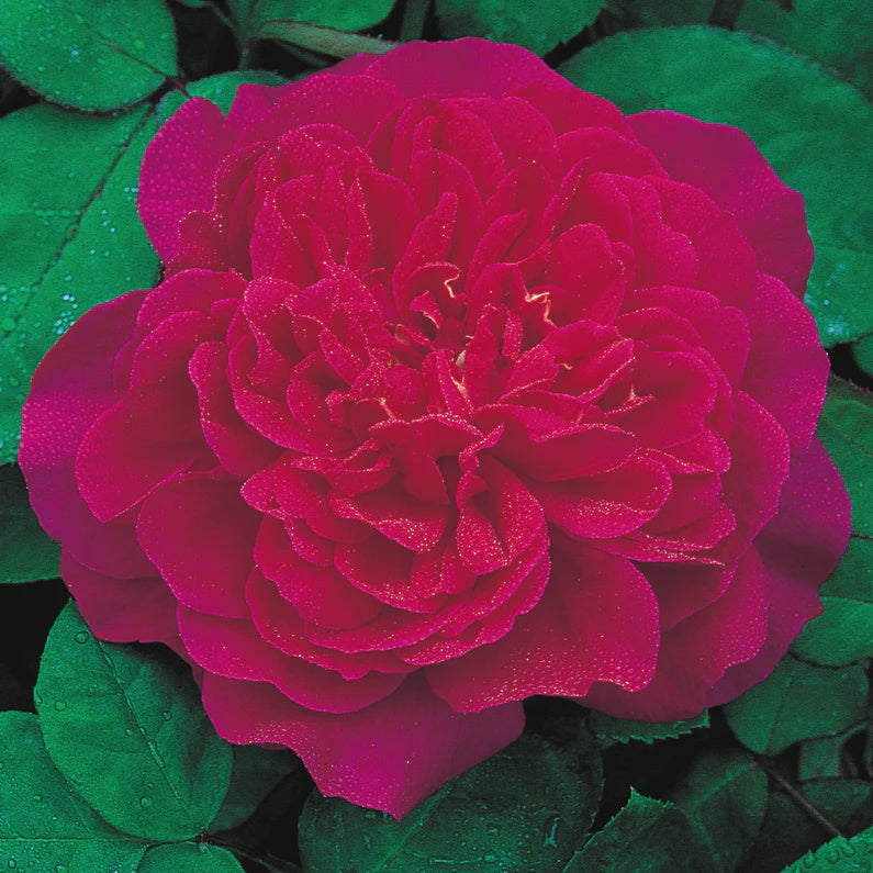 Rose Sophy's 20cm