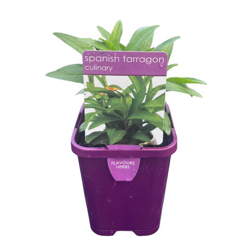 Tarragon Spanish 10cm