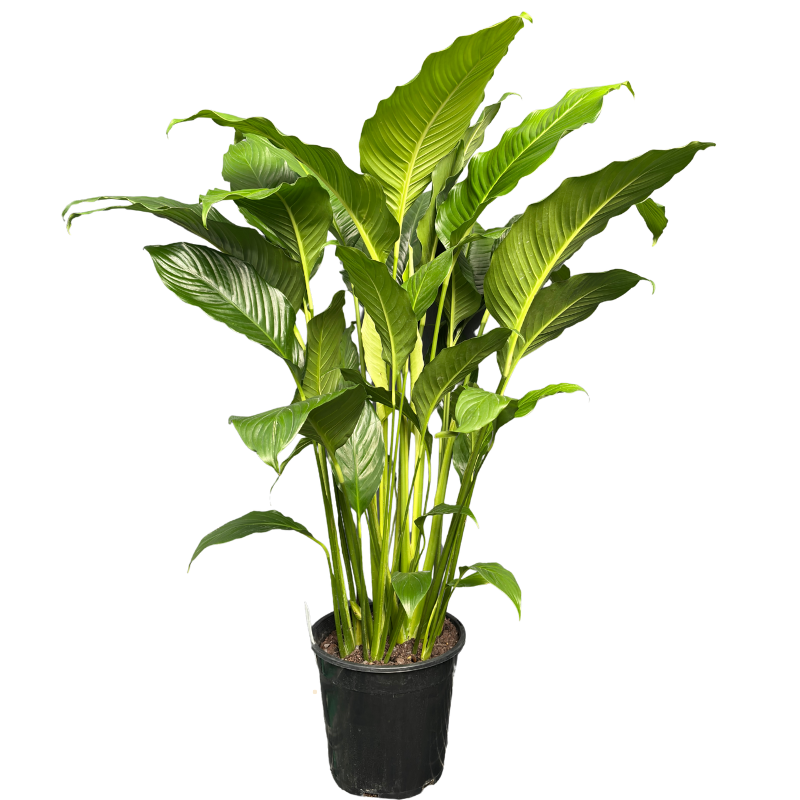 Spathiphyllum Assorted 25cm