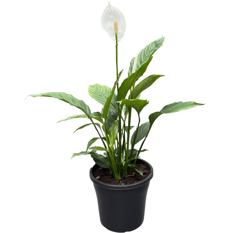 Spathiphyllum Peace Lily Assorted 25cm