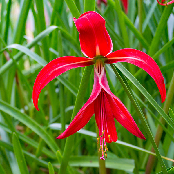 Sprekelia Jacobean Lily - 4 Bulbs