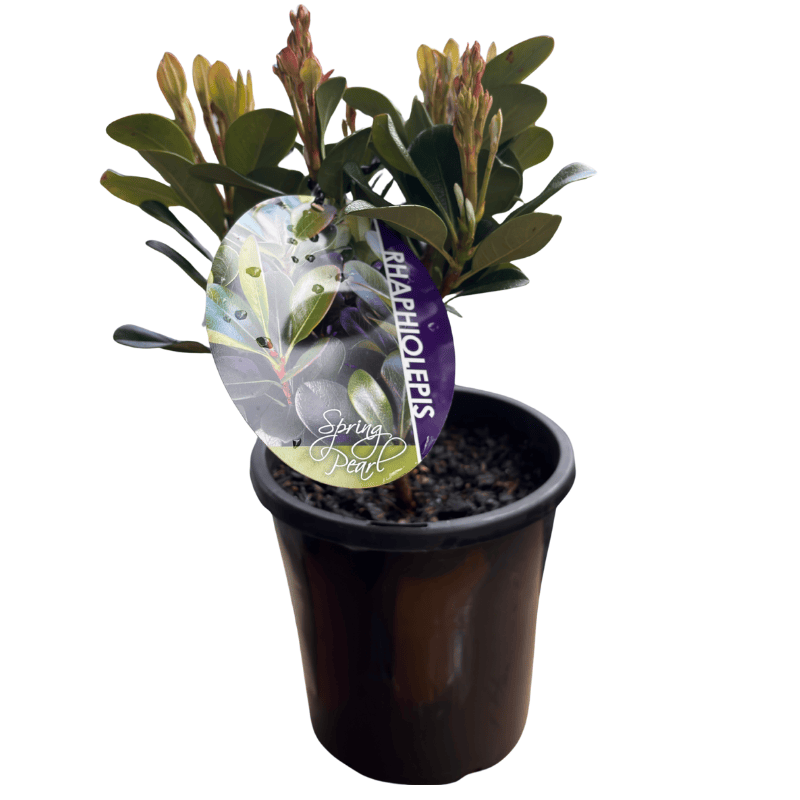 Rhaphiolepis Spring Pearl 17cm