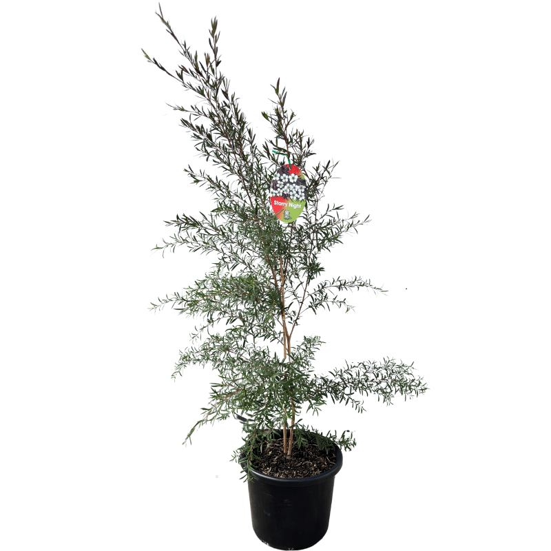 Leptospermum Starry Night 27cm
