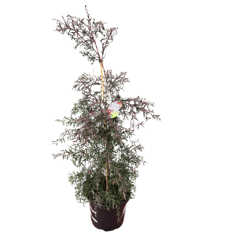 Leptospermum Starry Night 33cm