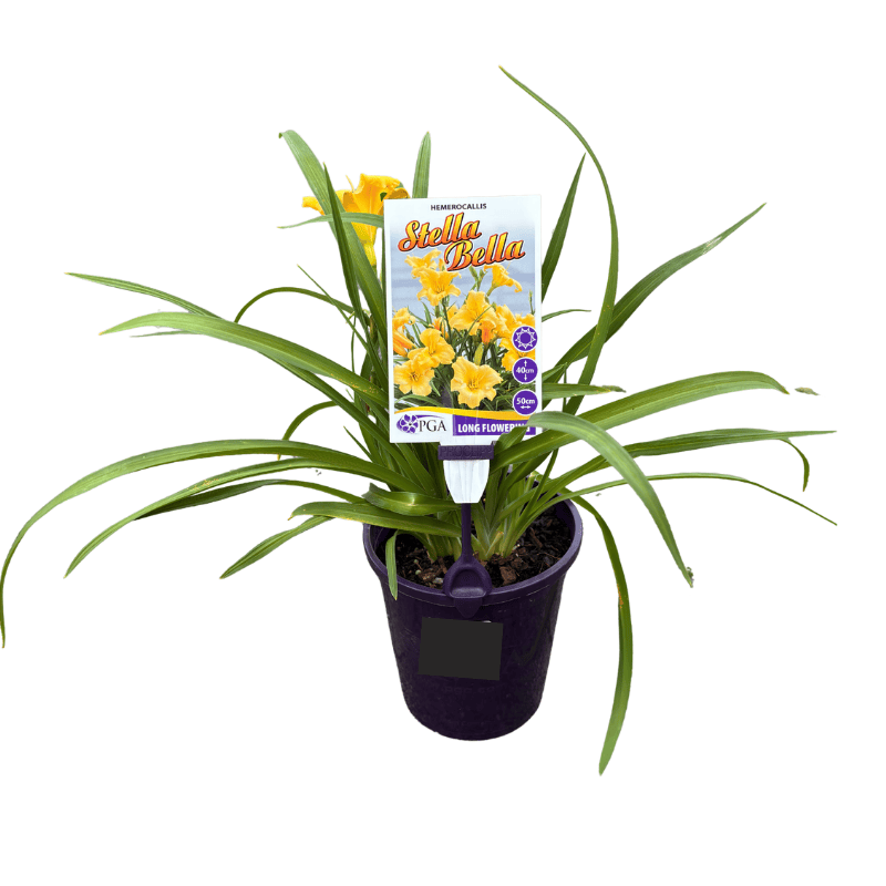 Hemerocallis Stella Bella 14cm