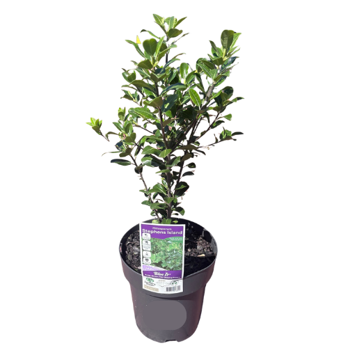 Pittosporum Stephens Island 20cm