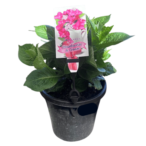 Hydrangea Strawberries and Cream 20cm