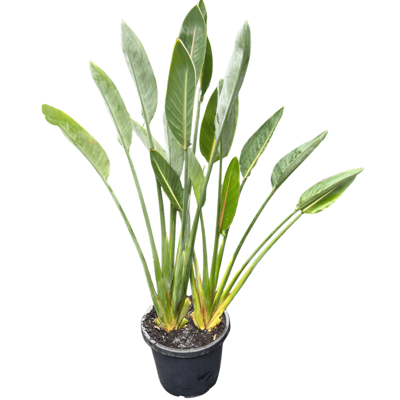 Strelitzia reginae 30cm