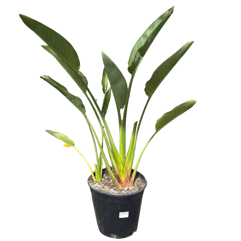 Strelitzia reginae 25cm