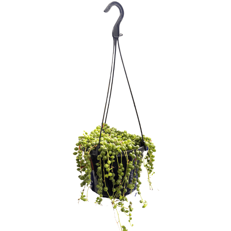 String of Pearls - Basket 15cm