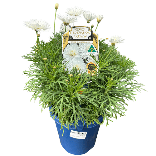 Argyranthemum Super Duper 15cm