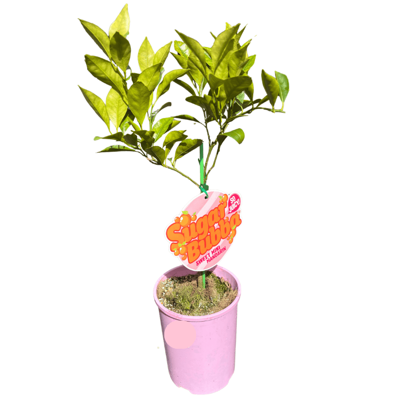 Pipsqueak Sugar Bubba Dwarf 17cm