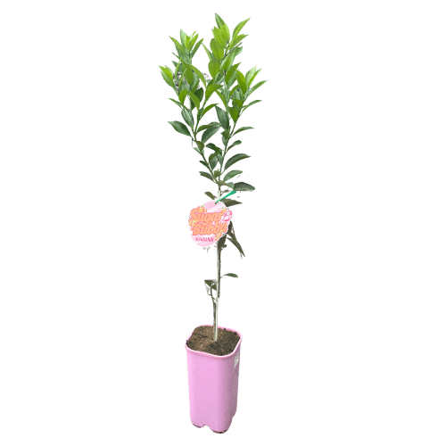 Mandarin Sugar Bubba 17cm