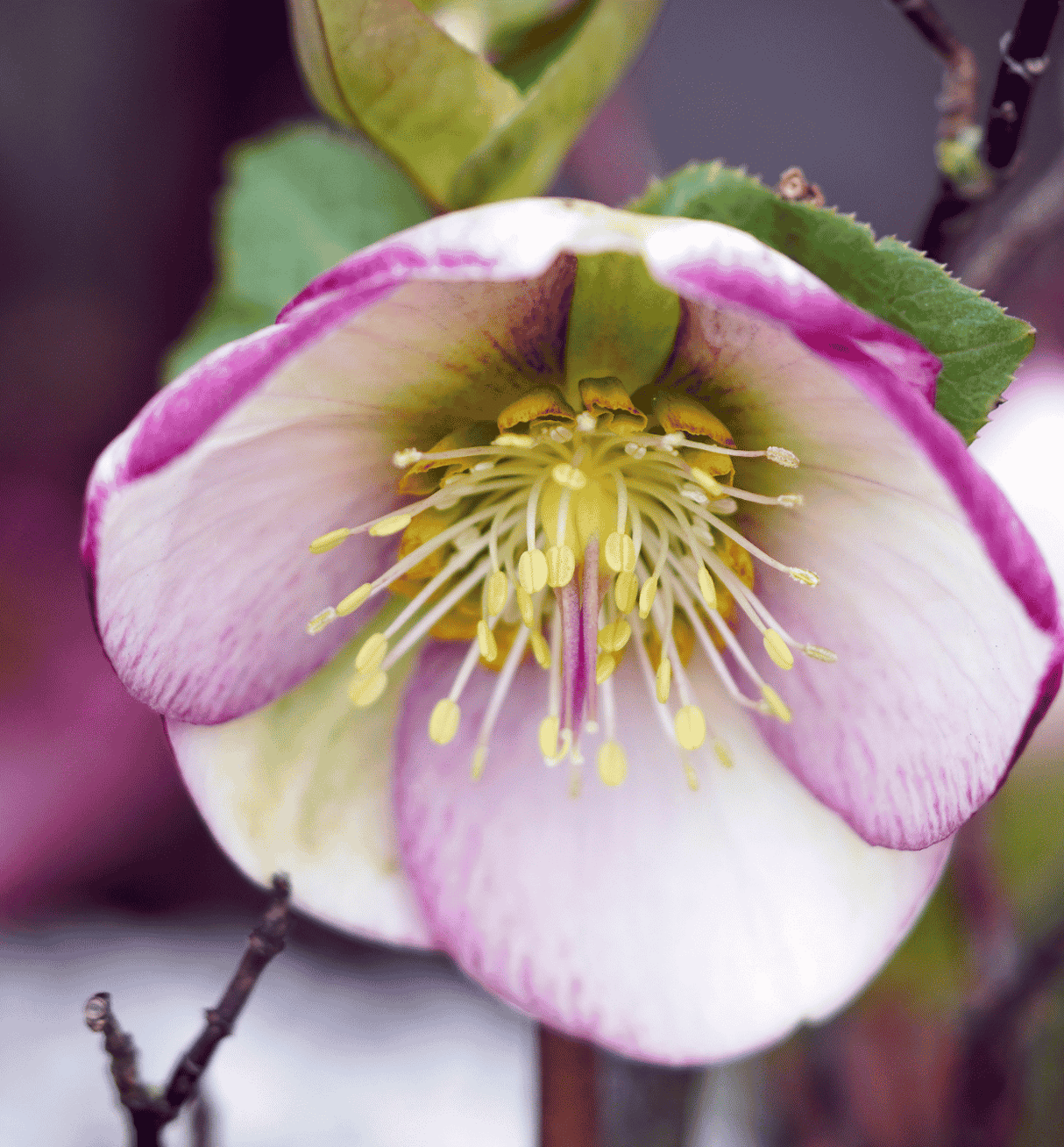 Helleborus Sugar Plum 14cm