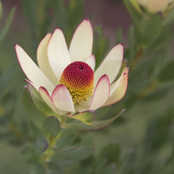 Leucadendron 'Summer Flame' 14cm