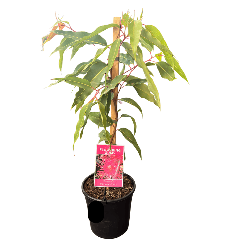 Corymbia Summer Glory 20cm