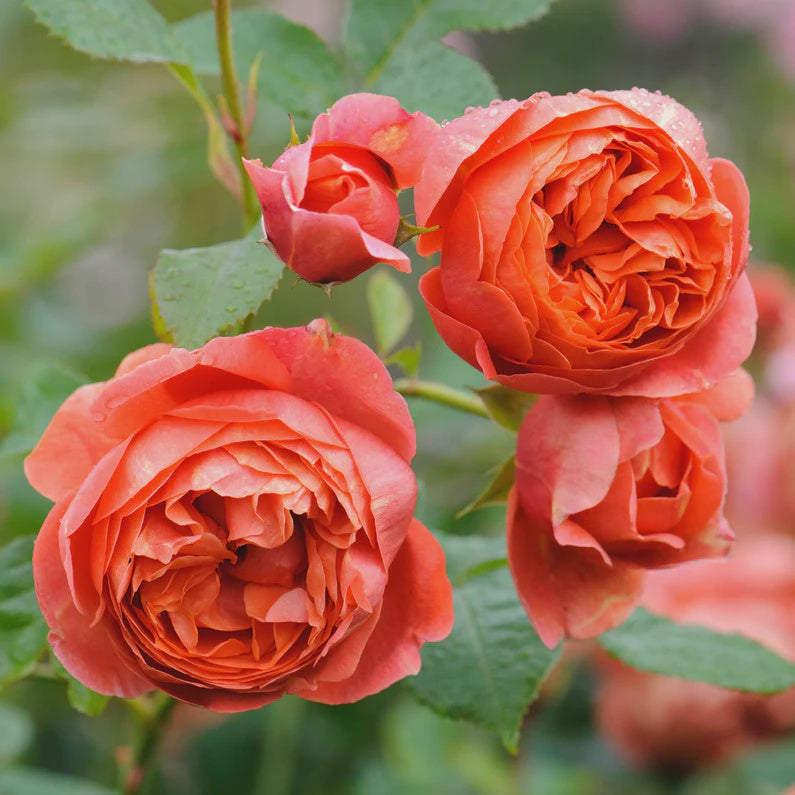 Rose Summer Song 20cm