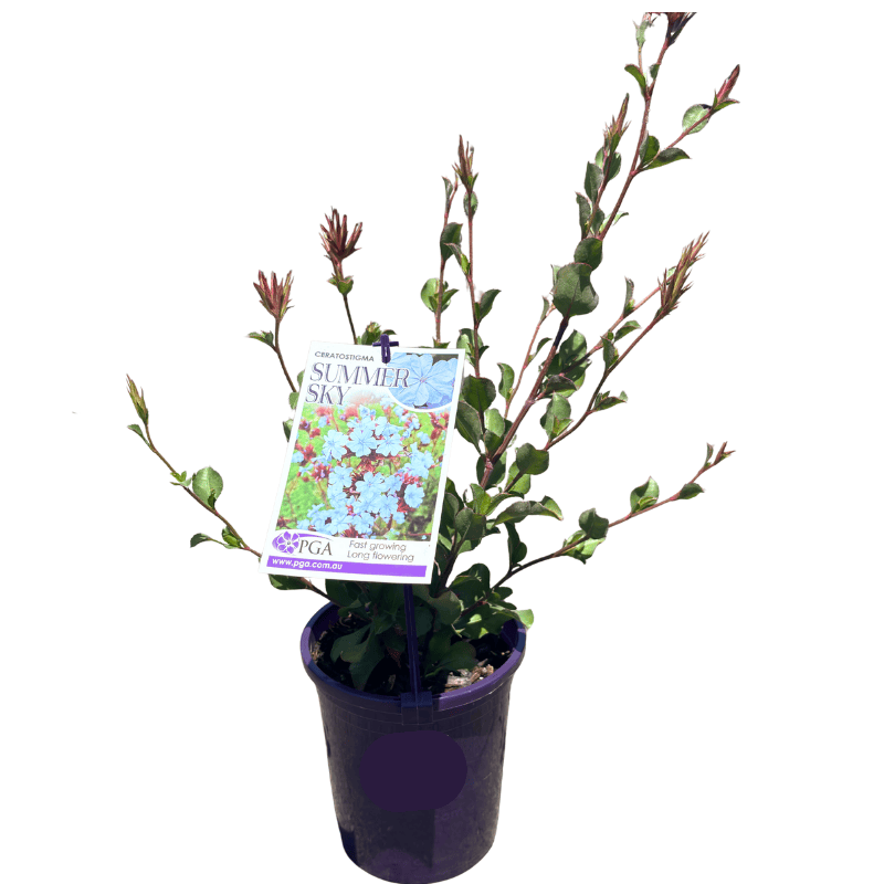Ceratostigma Summer Sky 14cm