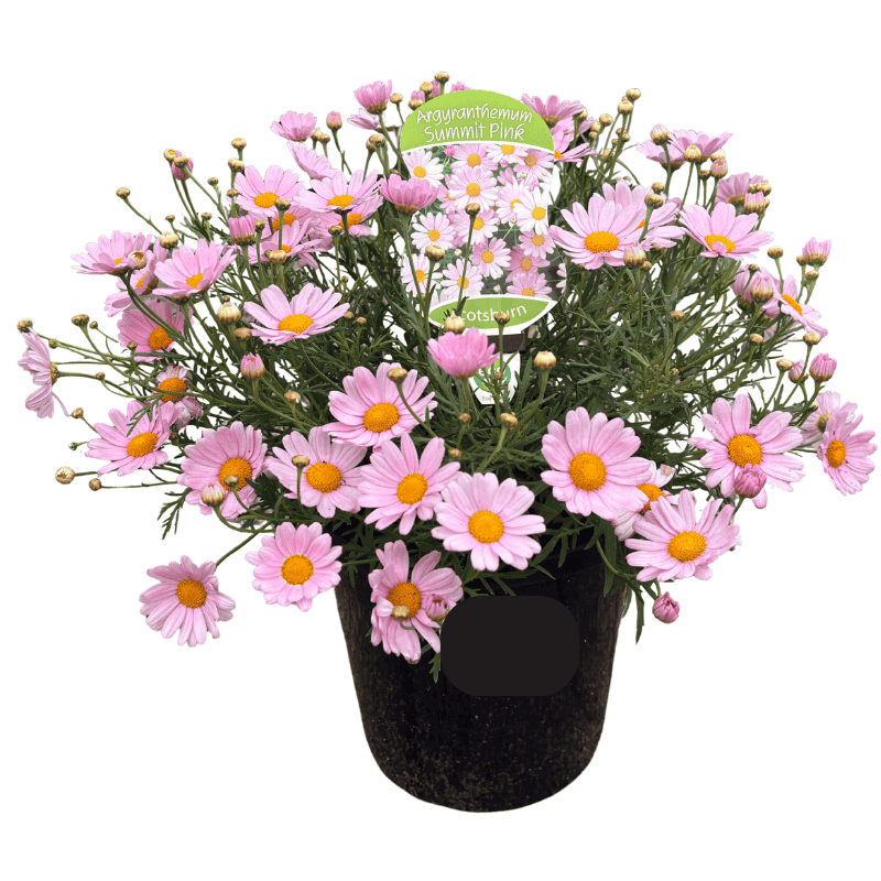 Argyranthemum ‘Summit Pink’ 20cm