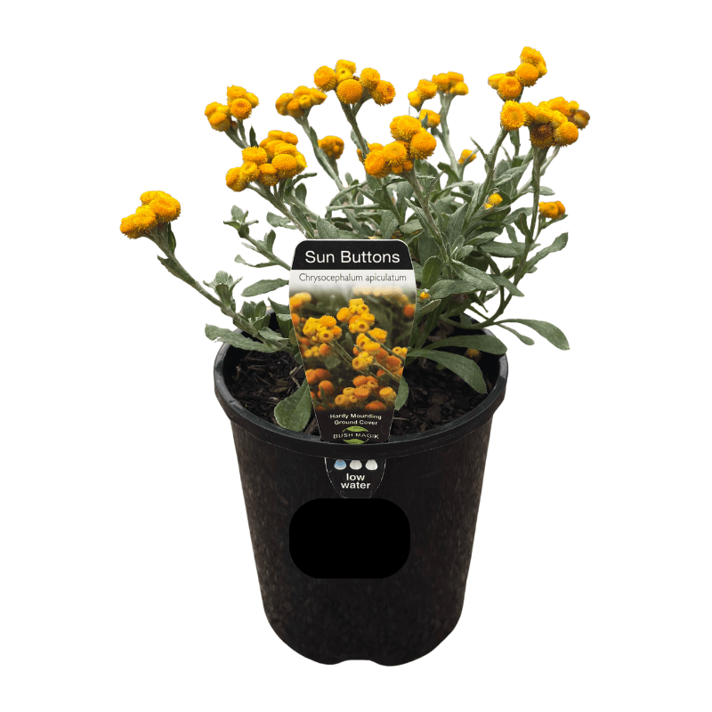 Chrysocephalum apiculatum Sun Buttons 14cm
