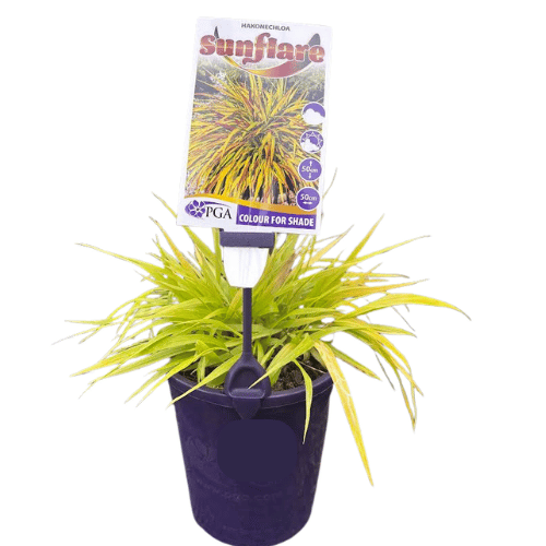 Hakonechloa Sunflare 14cm