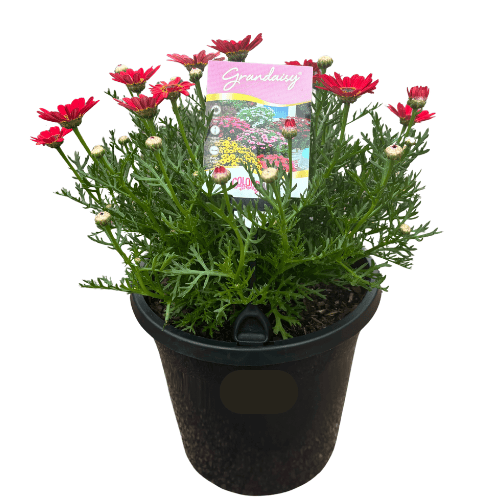 Argyranthemum Grandaisy Sunset 20cm