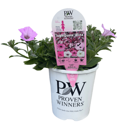 Petunia Supertunia Vista Cool Jazz 14cm