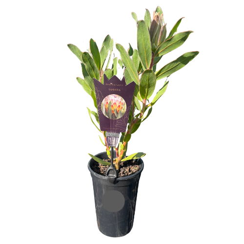 Protea Susara 14cm