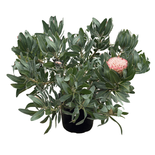 Protea Susara 40cm