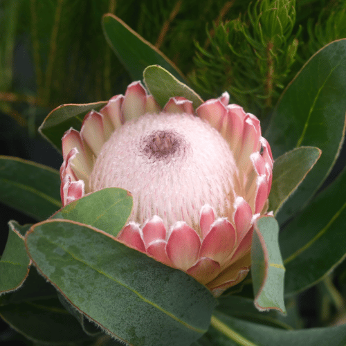 Protea Susara 40cm