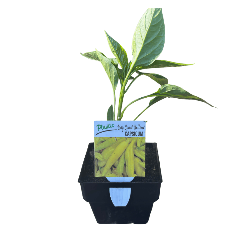 Capsicum 'Long Sweet Yellow' 10cm