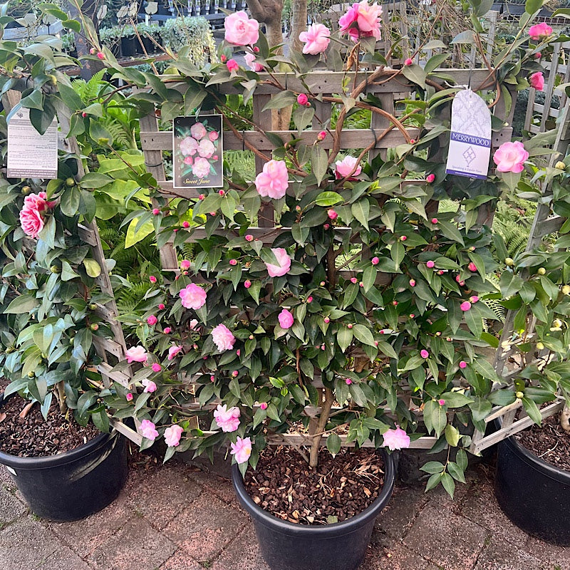 Camellia 'Sweet Jane' Espalier 40cm